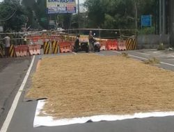 Jalan Mastrip Bondowoso Jadi Tempat Jemur Padi, Dampak Jembatan Sentong Ambrol