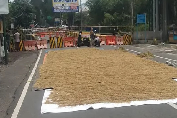 Bondowoso, Obor Rakyat – Sebuah video yang memperlihatkan badan Jalan Mastrip di Kabupaten Bondowoso dimanfaatkan warga sebagai lokasi penjemuran padi viral di media sosial.