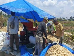 Polsek Bosar Maligas Monitoring Penggilingan 8,4 Ton Jagung di Nagori Parbutaran, Dukung Program Ketahanan Pangan Presiden