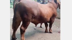 BUMDes Jogokaryo Bondowoso Kembangkan Usaha Penggemukan Sapi, Siap Pasok Kebutuhan Kurban Idul Adha 2026