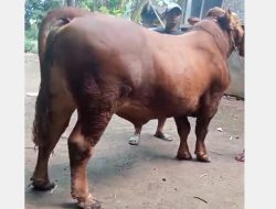 BUMDes Jogokaryo Bondowoso Kembangkan Usaha Penggemukan Sapi, Siap Pasok Kebutuhan Kurban Idul Adha 2026