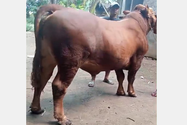 Bondowoso, Obor Rakyat – Upaya penguatan ekonomi desa berbasis kelembagaan lokal terus menunjukkan perkembangan positif. Salah satunya melalui program ketahanan pangan nasional (ProNas) yang dijalankan oleh Badan Usaha Milik Desa (BUMDes) Jogokaryo di Desa Grujukan Kidul, Kecamatan Grujukan, Kabupaten Bondowoso, Jawa Timur.