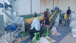 Industri Porang Mulai Beroperasi di Reok, Didukung Mayoritas Warga