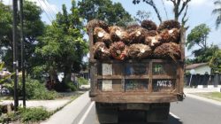 Truk Sawit Tanpa Jaring Pengaman di Kebun Marihat Tuai Sorotan