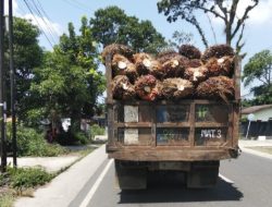 Truk Sawit Tanpa Jaring Pengaman di Kebun Marihat Tuai Sorotan