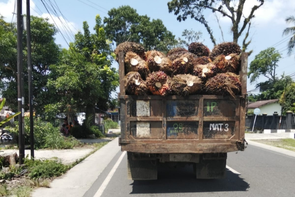 Simalungun, Obor Rakyat – Buruknya manajemen dan pengawasan di lingkungan PTPN IV Regional II, khususnya di Kebun Marihat, kembali menjadi sorotan. Sebuah truk pengangkut tandan buah segar (TBS) kelapa sawit milik vendor yang merupakan mitra kerja di Afdeling (Afd) 3, terlihat melintas di Jalan Lintas Sangnawaluh tanpa menggunakan jaring pengaman.