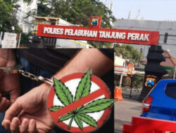 Satresnarkoba Polres Pelabuhan Tanjung Perak Bongkar Komplotan Ganja, Kejar Jaringan Hingga Malang