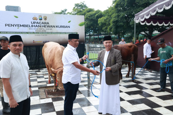 Surabaya, Obor Rakyat – Momentum Hari Raya Iduladha 1447 H dimanfaatkan Polda Jawa Timur untuk memperkuat kepedulian sosial kepada masyarakat. Sebanyak 127 ekor sapi dan 22 ekor kambing kurban disalurkan kepada pondok pesantren, yayasan yatim piatu, masjid, musholla hingga mitra kepolisian di berbagai wilayah Jawa Timur, Rabu (27/5/2026).