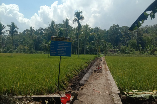Jember, Obor Rakyat – Pemerintah Desa (Pemdes) Pocangan, Kecamatan Sukowono, Kabupaten Jember terus meningkatkan pembangunan infrastruktur pedesaan melalui proyek Tembok Penahan Tanah (TPT) di kawasan jalan pertanian desa.