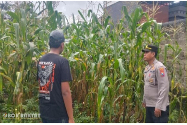 Banyuwangi, Obor Rakyat – Sebagai tindak lanjut arahan Karo SDM Polda Jawa Timur Kombes Pol. Sih Harno dalam mendukung program ketahanan pangan menuju swasembada jagung, Bhabinkamtibmas Polsek Gambiran Polresta Banyuwangi, Iptu Ahmad Soleh, melaksanakan pemantauan panen jagung milik Syakib di Dusun Tempurejo, Desa Purwodadi, Kecamatan Gambiran, Kabupaten Banyuwangi.