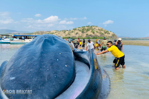 ​Bajawa, Obor Rakyat — Insiden terdamparnya seekor mamalia laut berukuran masif dengan estimasi panjang mencapai 25 meter di perairan Pulau Kolong, Kawasan Taman Wisata Alam Laut (TWAL) 17 Pulau Riung, Kabupaten Ngada, Nusa Tenggara Timur (NTT), pada Jumat (30/10/2026), memantik urgensi respons cepat lintas sektoral.